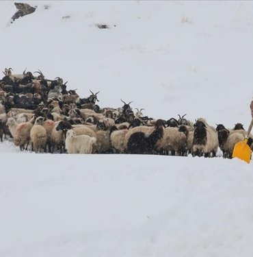 Hakkari’de etkili olan kar, hayvanlarını köylere indiren besicilerin işini zorlaştırdı