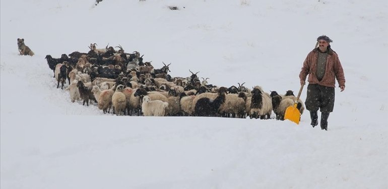Hakkari’de etkili olan kar, hayvanlarını köylere indiren besicilerin işini zorlaştırdı