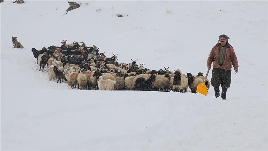 Hakkari’de etkili olan kar, hayvanlarını köylere indiren besicilerin işini zorlaştırdı