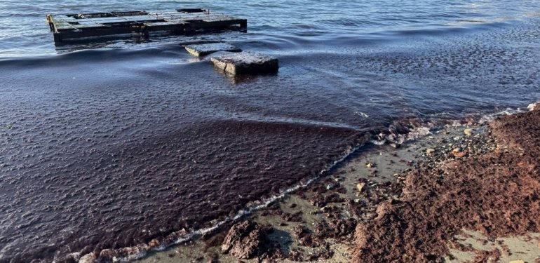 Tekirdağ’da sahil kırmızı yosunla kaplandı