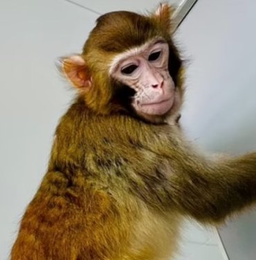 Bilim insanları ilk kez bir Rhesus maymununu başarıyla klonladı