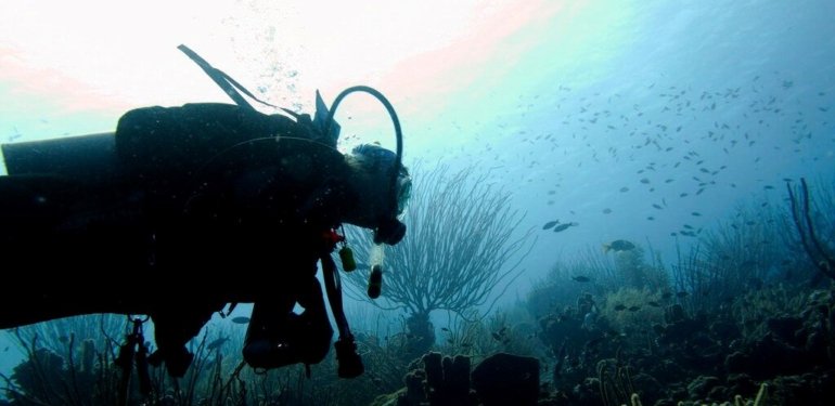 Okyanus mantarları bir sonraki antibiyotik kaynağı olabilir