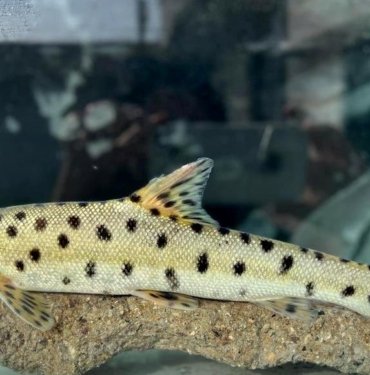 Bakan Yumaklı: Kırmızı listedeki “leopar sazanı” Dicle’de tespit edildi