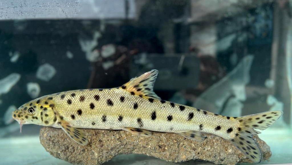 Bakan Yumaklı: Kırmızı listedeki “leopar sazanı” Dicle’de tespit edildi