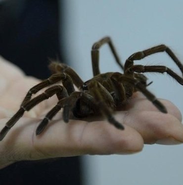 Ölümcül örümceğin zehri kalp krizi ve felç tedavisinde kullanılacak