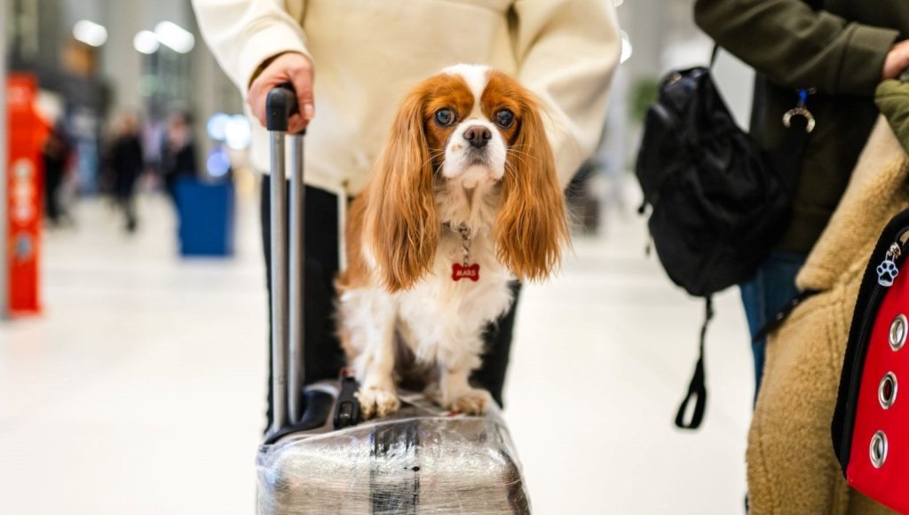 Küçük köpekler büyük köpeklerden daha fazla yaşıyor