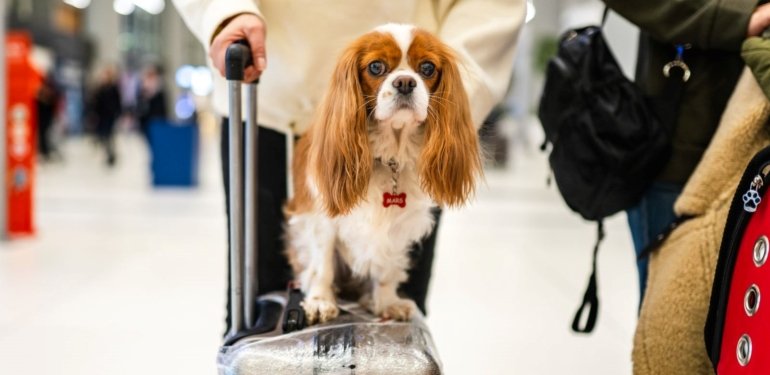 Küçük köpekler büyük köpeklerden daha fazla yaşıyor