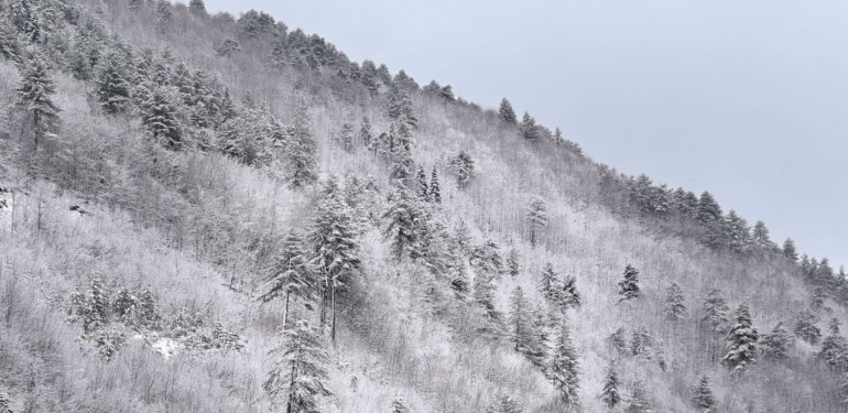 Kastamonu’da ormanlar beyaz örtüyle kaplandı