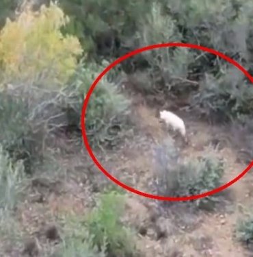 ”Albino çakal” Türkiye’de ilk kez görüntülendi