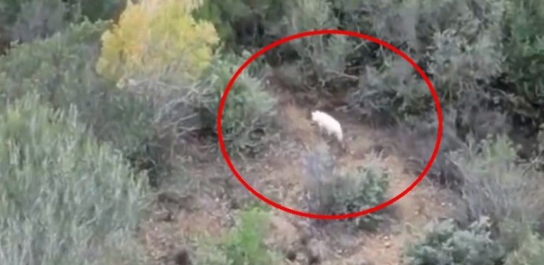 ”Albino çakal” Türkiye’de ilk kez görüntülendi
