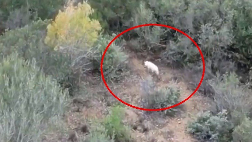 ”Albino çakal” Türkiye’de ilk kez görüntülendi