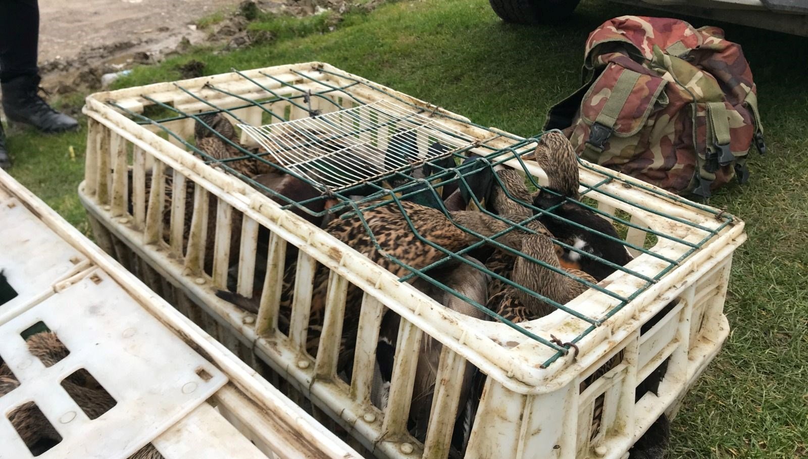 Kaçak ördek avlayan 5 kişiye para cezası 5 Kaçak ördek avlayan 5 kişiye para cezası