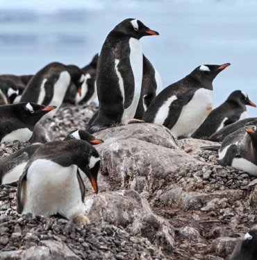 Güney Kutbu’nda 4 yeni imparator penguen kolonisi keşfedildi