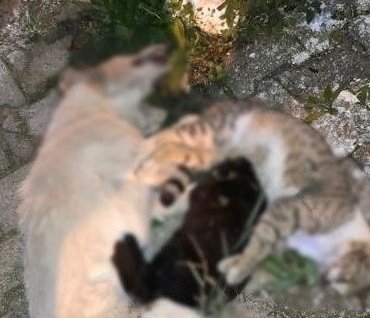 Milas’ta 1 köpek ve 2 kedinin zehirlendiği iddiası