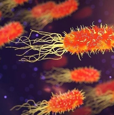 İngiltere’de insan kalbinde yeni bakteri keşfi