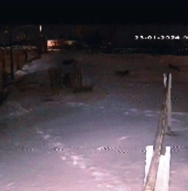 Şehre inen aç kurtlar, köpeğe saldırdı