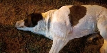 Çiğli’de 13 köpek zehirlendi: 11’i öldü