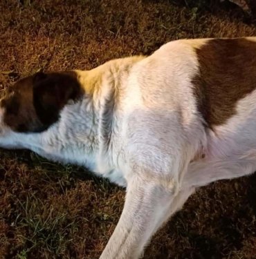 Çiğli’de 13 köpek zehirlendi: 11’i öldü