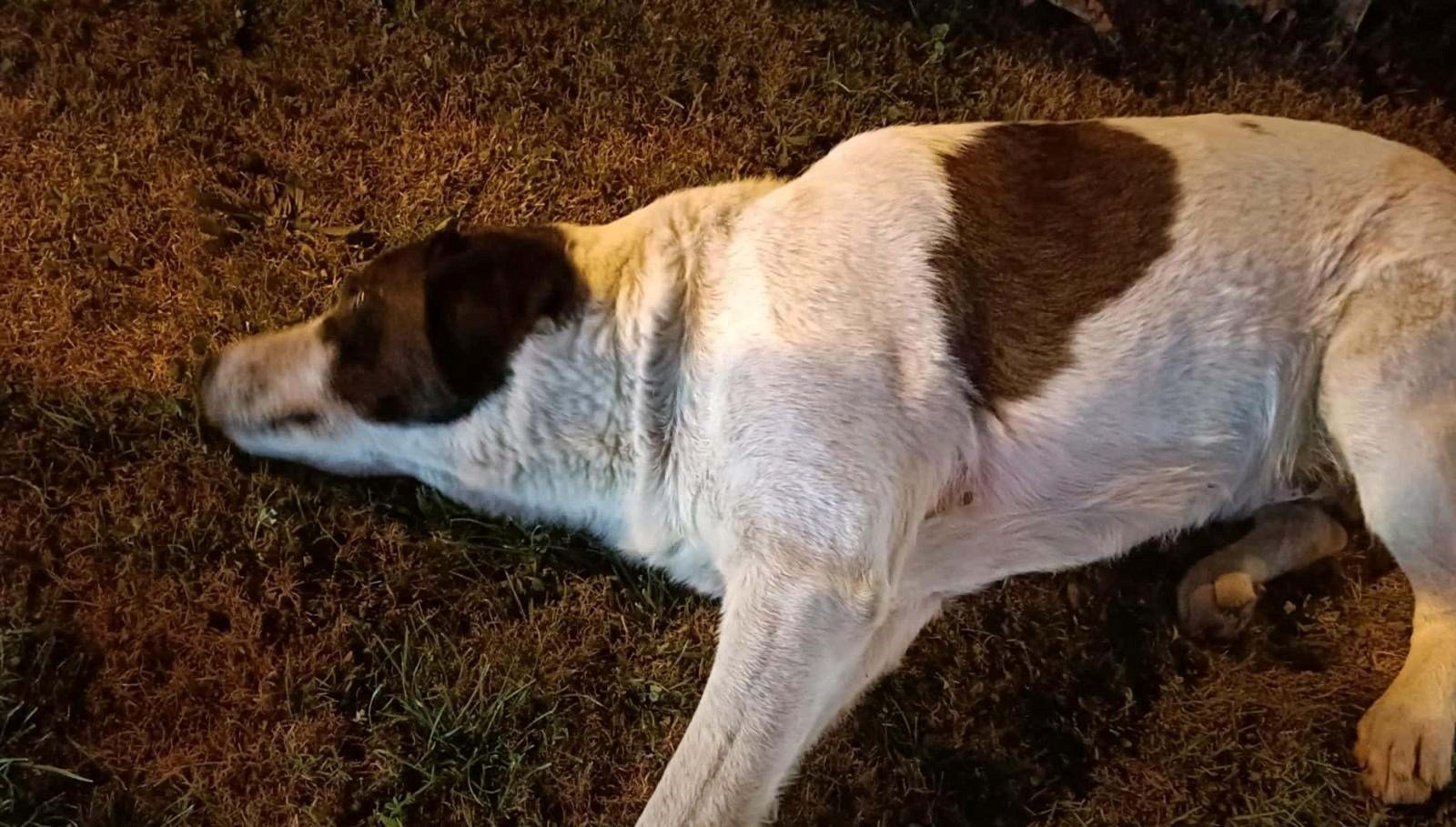 Çiğli’de 13 köpek zehirlendi: 11’i öldü