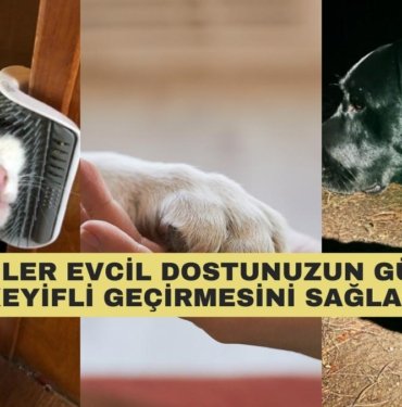Evdeki Dostlarımız İçin Muhteşem Olduğu Söylenen 12 Ürün
