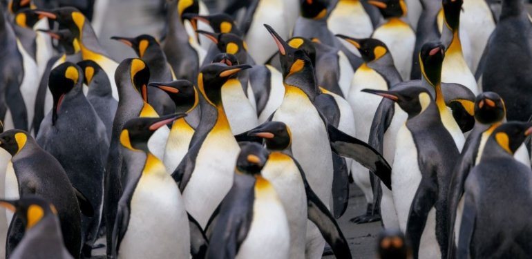 Kuş gribi yayılıyor: Penguenlerin nesli tehlike altında mı?