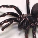 dunyanin-en-zehirli-orumceginin-en-buyuk-ornegi-avustralya’da-bulundu