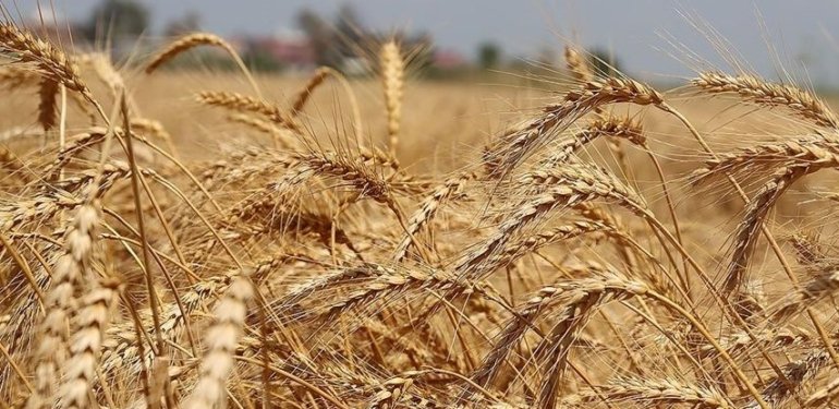 Türkiye’den 2023’te 12,4 milyar dolarlık hububat ve bakliyat ihracatı