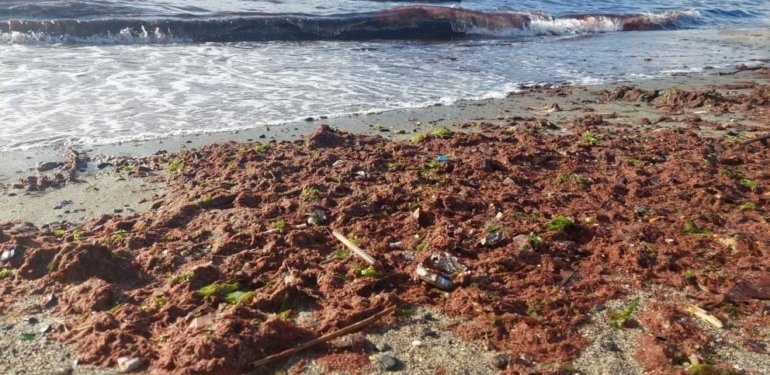 Marmara’da etkili olan lodos kızıl yosunları sahile taşıdı
