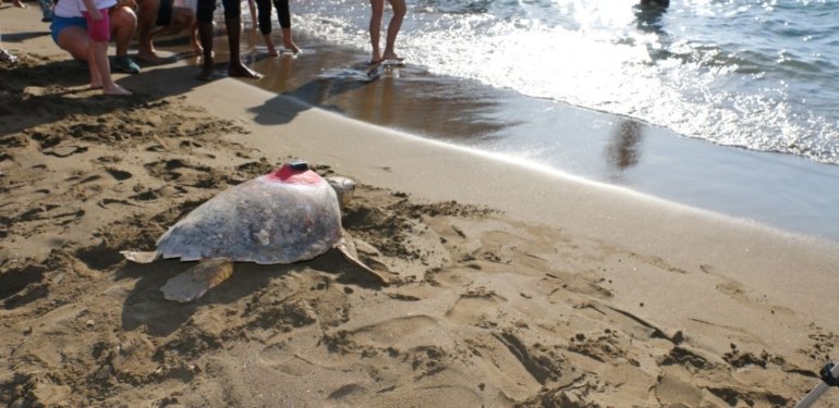Caretta Tuba’nın sinyali kesildi