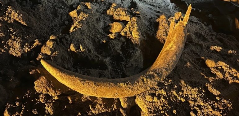 Kuzey Dakota’daki kömür madencileri binlerce yıldır gömülü olan mamut dişini ortaya çıkardı