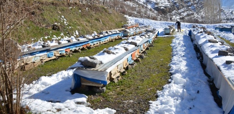 Şırnak’ta arılar kış uykusunda arıcılar nöbette