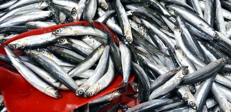 Tezgahın şampiyonu açık ara hamsi