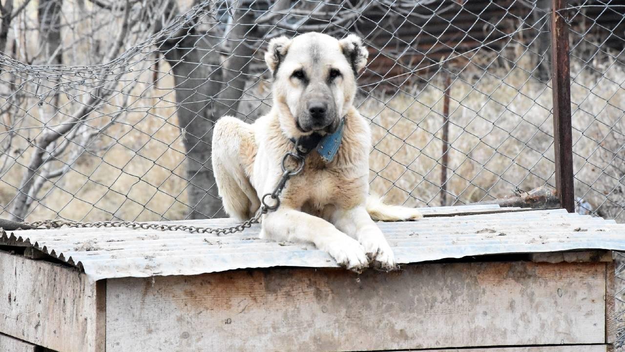 mevsimler-kaydi,-kangallar-kisliklarina-burunemedi