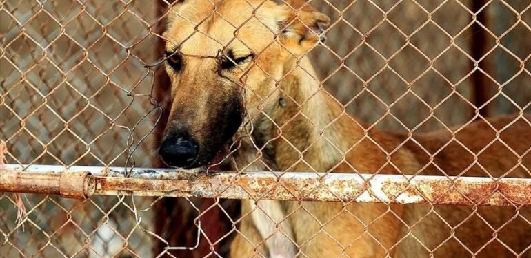 Güney Kore köpek eti tüketimini yasaklayan tasarıyı onayladı