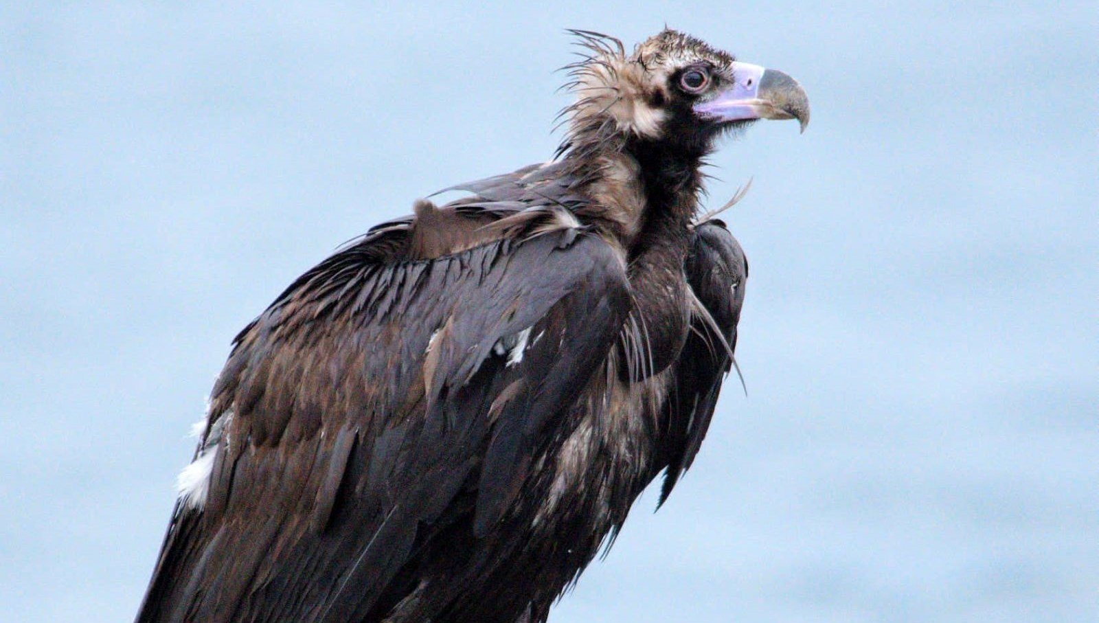 yorgun-dusen-kara-akbaba-“b10”-yakalanip-tedaviye-alindi