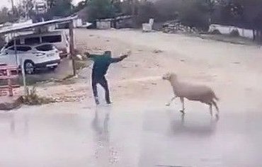 karsiya-gecerken-araba-degil-koc-carpti!
