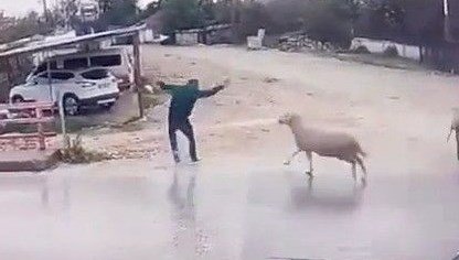 karsiya-gecerken-araba-degil-koc-carpti!