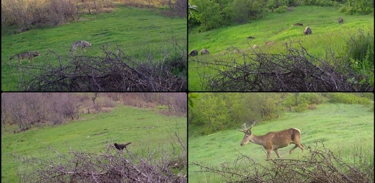 Çorum’da fotokapan ile yaban hayvanları görüntülendi