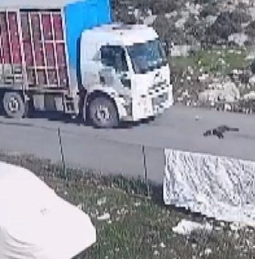 Kamyon köpeği ezip geçti