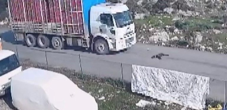 Kamyon köpeği ezip geçti