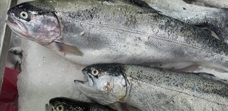 Doğal liman kenti Sinop’ta 2023’te 26 bin 631 ton Türk somonu üretildi