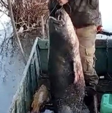 Edirne’de 71 kilogramlık yayın balığı