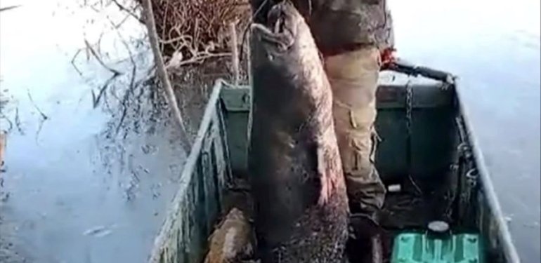 Edirne’de 71 kilogramlık yayın balığı
