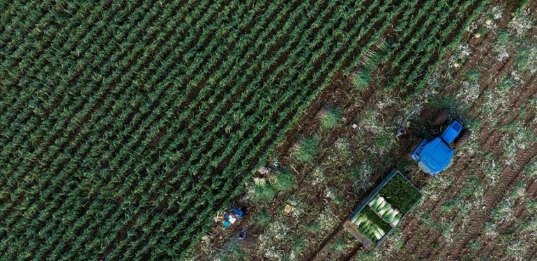 Tarım sektörü 2023 yılını rekor ihracatla tamamladı