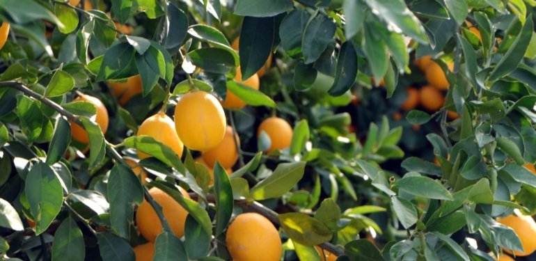 Limon bu yıl dalında kaldı