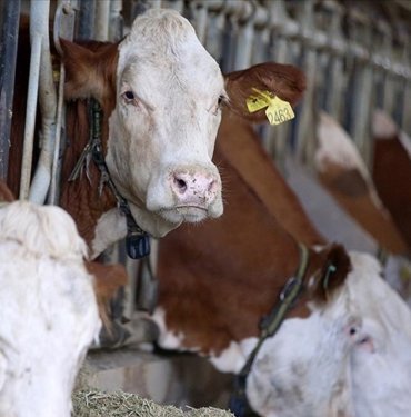 USK, çiğ süt tavsiye fiyatını üreticinin eline 13,5 lira geçecek şekilde belirledi