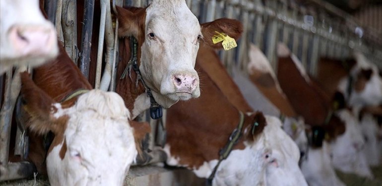 USK, çiğ süt tavsiye fiyatını üreticinin eline 13,5 lira geçecek şekilde belirledi