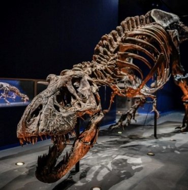 New Mexico’da dinozorların kralı T-Rex’in bilinen en yakın akrabası keşfedildi