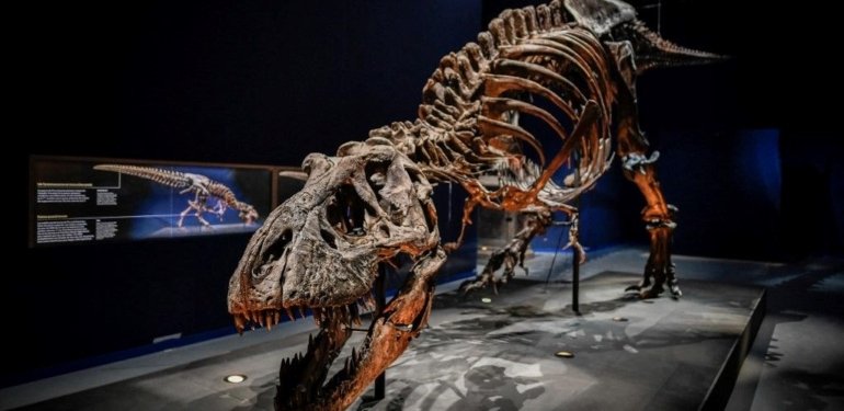 New Mexico’da dinozorların kralı T-Rex’in bilinen en yakın akrabası keşfedildi