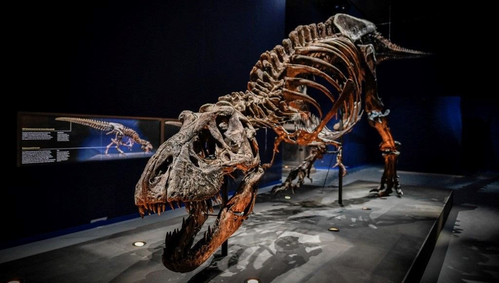 New Mexico’da dinozorların kralı T-Rex’in bilinen en yakın akrabası keşfedildi